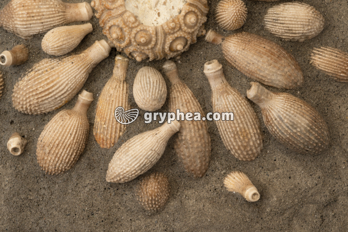 Radioles d'oursin fossile (Cidaropsis sp, Maroc) - gryphea.com